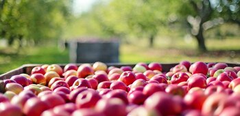 FRUITS et LEGUMES